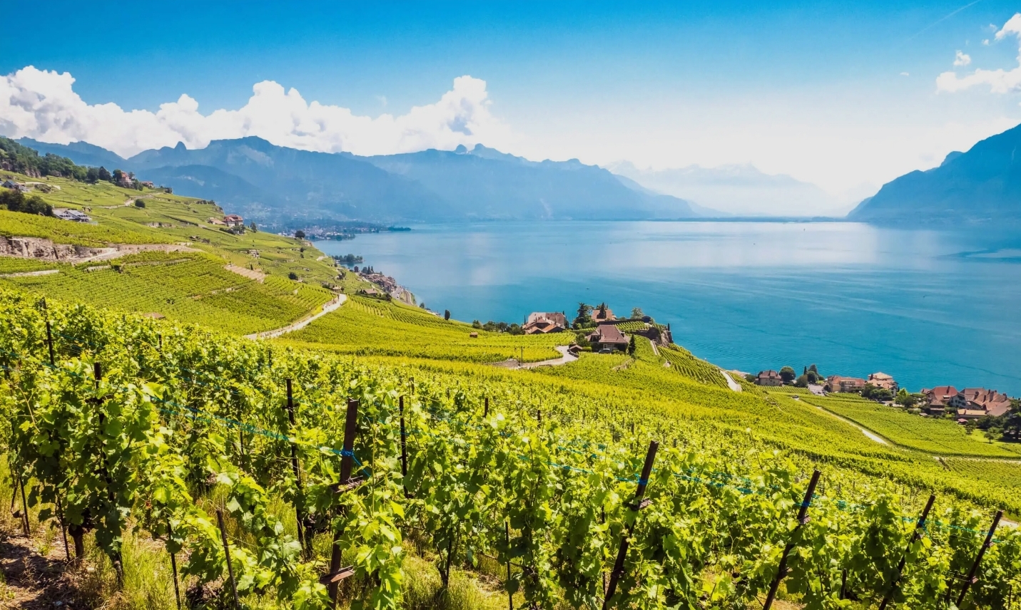 Vignes du Lavaux au-dessus du Léman